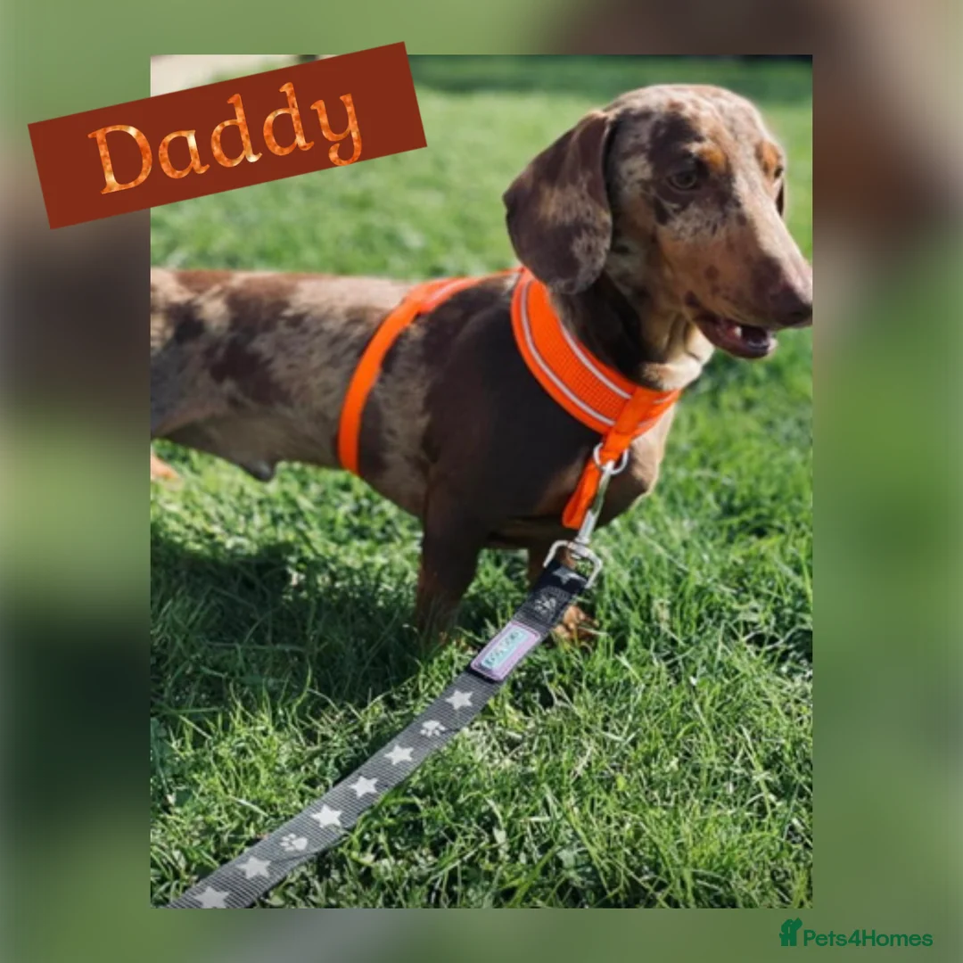 Miniature Dachshund dogs for sale: Beautiful Miniature Dachshund Puppies - Advert 2