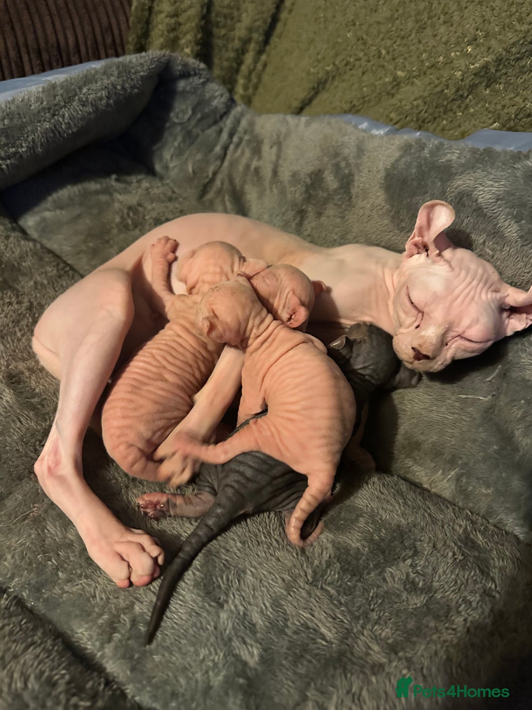 Sphynx cats for sale: ✨ Adorable Elf Sphynx Kittens ✨ - Image 5