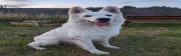 White Swiss Shepherd dogs for stud: White Swiss Shepherd stud. in Pontypool - Advert 3