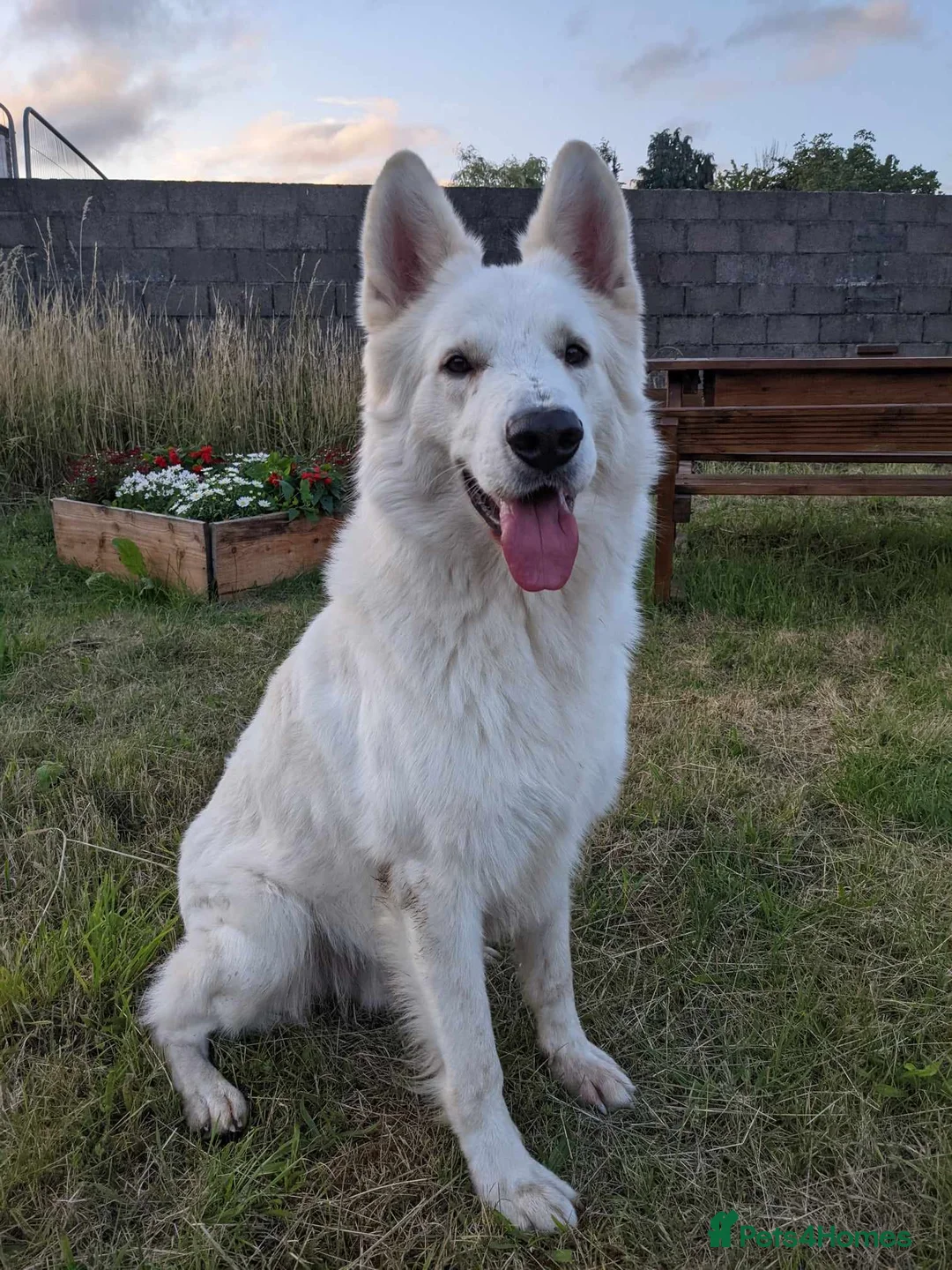White Swiss Shepherd dogs for stud: White Swiss Shepherd stud. in Pontypool - Advert 3