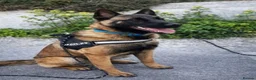 Belgian Shepherd Dog dogs for sale: Belgian Shepard Malinois - Advert 10