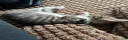 Mixed Breed cats for sale: Mixed breed beautiful little girl in Salisbury - Advert 4