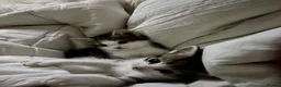 Mixed Breed cats for sale: 4 Beautiful litter trained Kittens - Advert 6