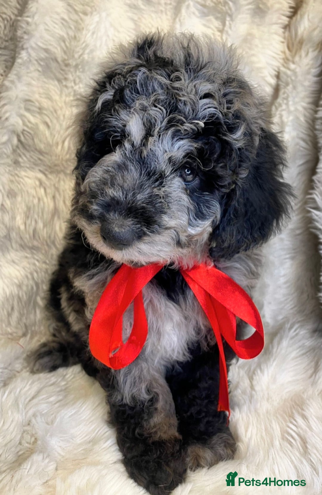 Labradoodle dogs for sale: Stunning merle miniature F1b Labradoodle puppies  - Advert 2