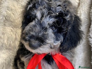 Labradoodle dogs Stunning merle miniature F1b Labradoodle puppies - Advert 9