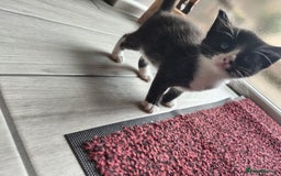 Mixed Breed cats for sale: 4 Mixed Breed Kittens  - Image 11