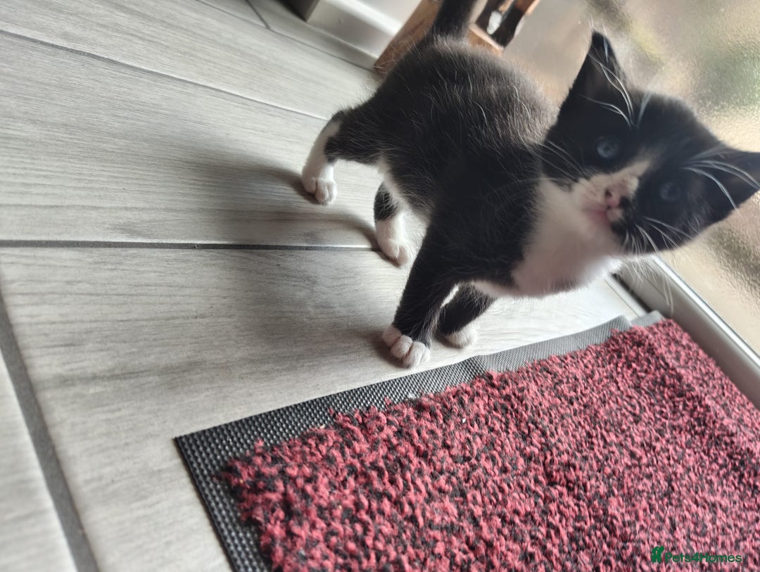 Mixed Breed cats for sale: 4 Mixed Breed Kittens  - Image 11