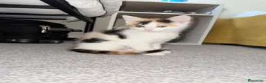 Mixed Breed Kitten 2