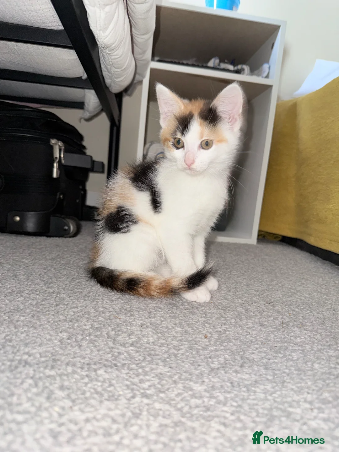 Mixed Breed cats for sale: Mother Cat and Kitten - Advert 5