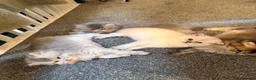 Scottish Fold cats for sale: Scottish Straight Longhair kittens - Advert 1