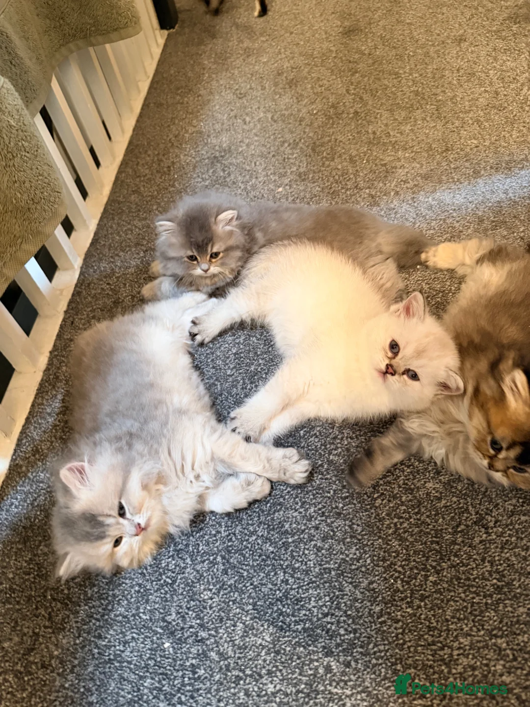Scottish Fold cats for sale: Scottish Straight Longhair kittens - Advert 1
