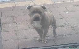 American Bully dogs for sale: Pocket bully puppies  - Advert 14