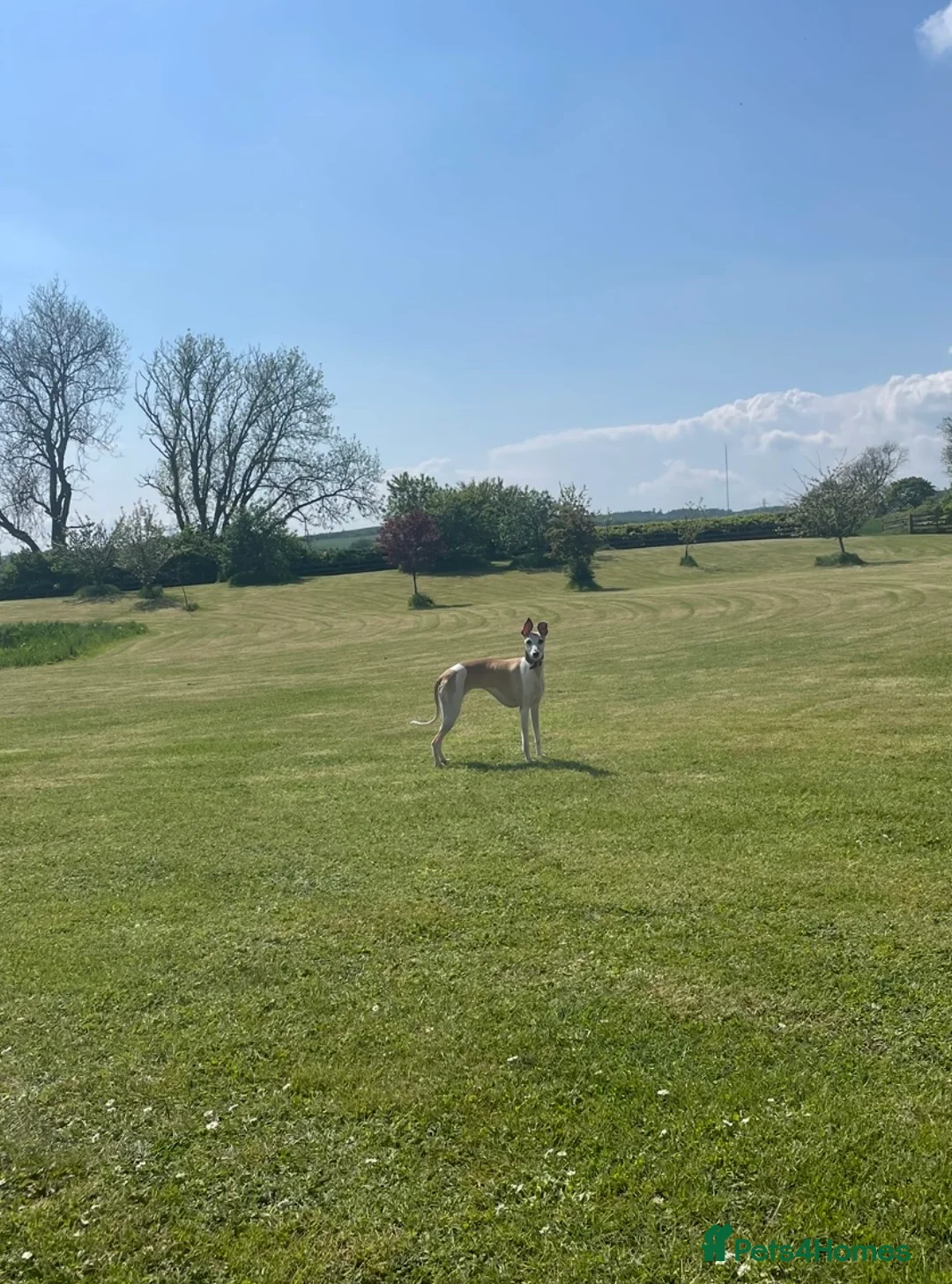 Mixed Breed dogs for sale: Bedlington Whippet Pups  - Advert 2