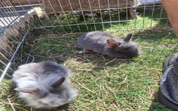 Mini Lion Lop rabbits for sale: Beautiful Blue Otter Mini Lionlops - Image 2