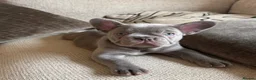 French Bulldog dogs for sale:  Beautiful Blue French Bulldog Girl  in Invergordon - Advert 2