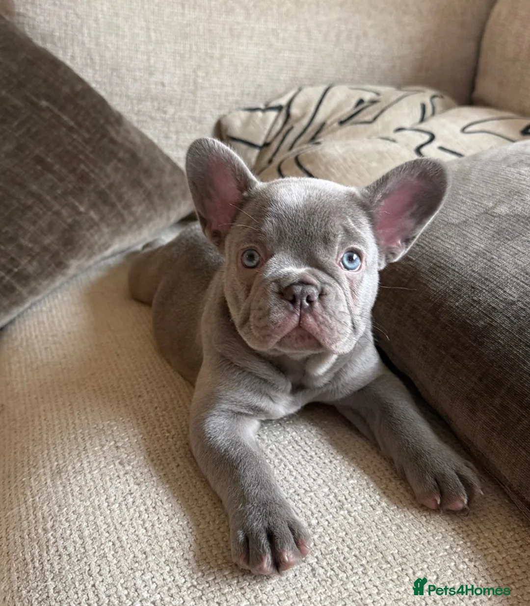 French Bulldog dogs for sale:  Beautiful Blue French Bulldog Girl  in Invergordon - Advert 2
