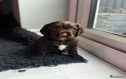 Cocker Spaniel dogs for sale: Last female cocker spaniel available 22/11 - Image 2