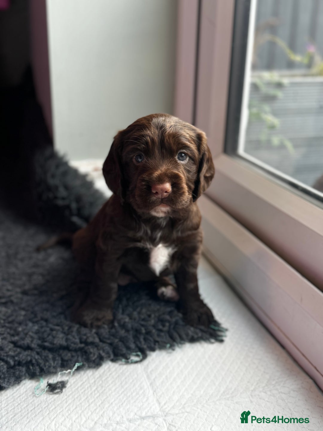 Cocker Spaniel dogs for sale: Last female cocker spaniel available 22/11 - Image 2