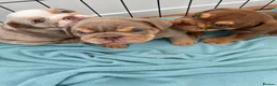 English Bulldog dogs for sale: ***REDUCED*** English bulldog Fully KC registered  - Advert 9