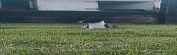 Whippet dogs for sale: ⭐️⭐️beautiful whippet pups ⭐️⭐️ in Pencader - Advert 14