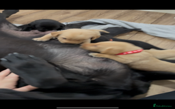 Labrador Retriever dogs for sale: 8 Labrador pups last black female available  - Image 4
