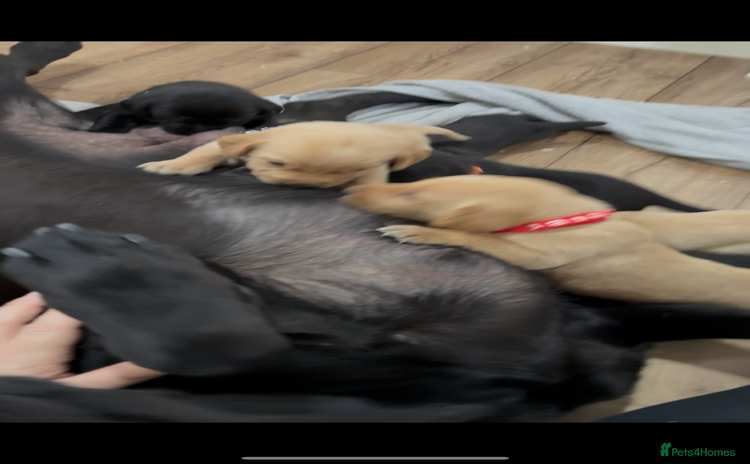 Labrador Retriever dogs - Advert 11