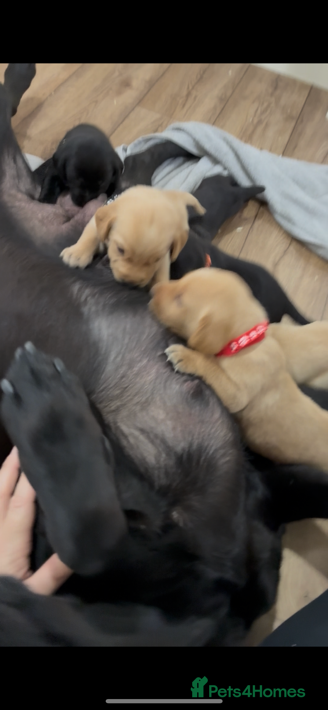 Labrador Retriever dogs for sale: 8 Labrador pups last black female available  - Image 4