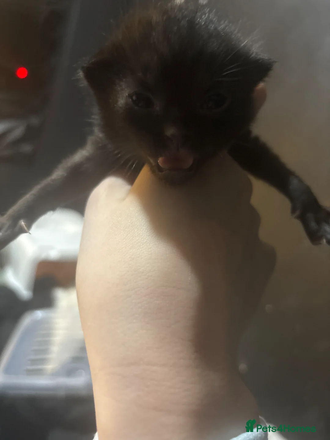 Mixed Breed cats for sale: 3 beautiful kittens  - Advert 7