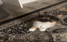 Maine Coon cats for sale: Beautiful bundles of joy Maincoon ready now  - Image 2