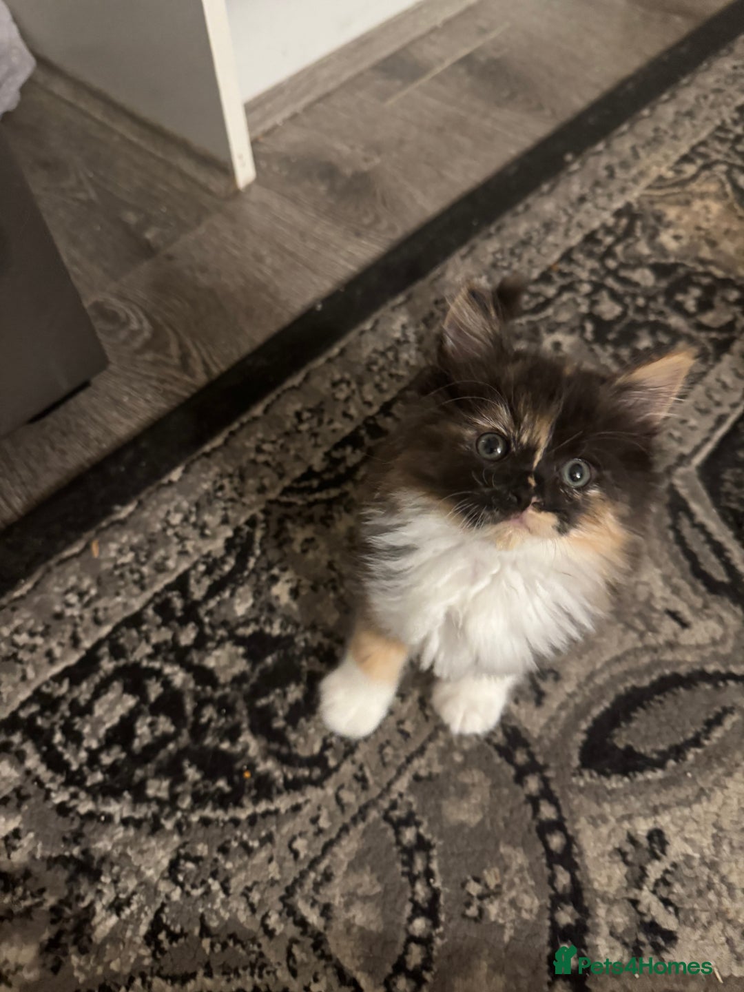 Maine Coon cats for sale: Beautiful bundles of joy Maincoon ready now  - Image 2