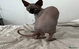 Sphynx cats for stud: TICA Registered Active Canadian Sphynx is for STUD - Image 5