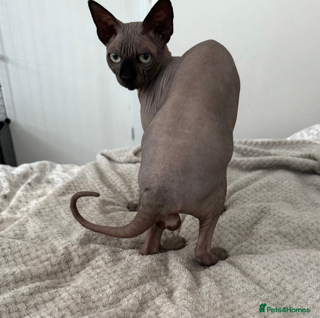 Sphynx cats for stud: TICA Registered Active Canadian Sphynx is for STUD - Image 5