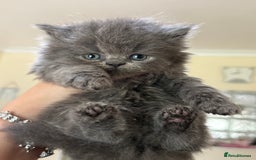 Persian cats for sale: GCCF show quality Persian kittens  - Image 5