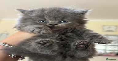 Persian cats - Advert 9