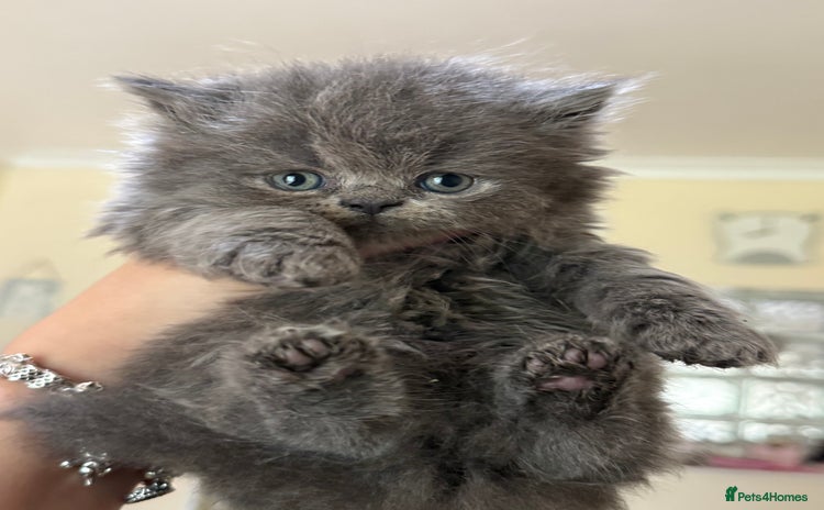 Persian cats - Advert 1