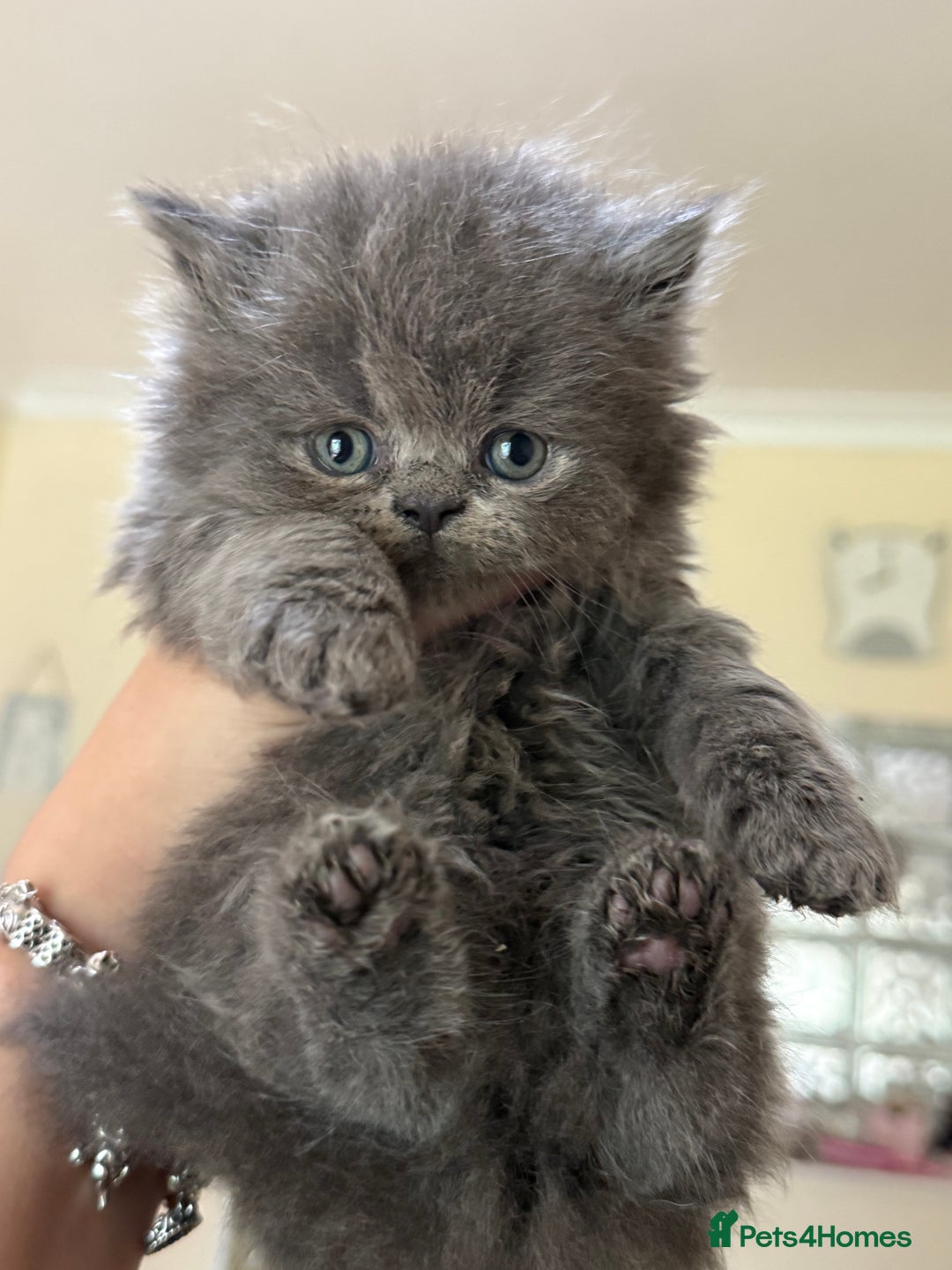 Persian cats for sale: GCCF show quality Persian kittens  - Image 5