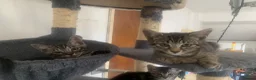 Mixed Breed cats for sale: Savannah x Domestic Black Tom Cat - Advert 21