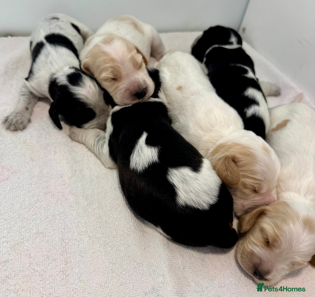 Cocker Spaniel dogs for sale: Pedigree Show cocker spaniels  - Image 1