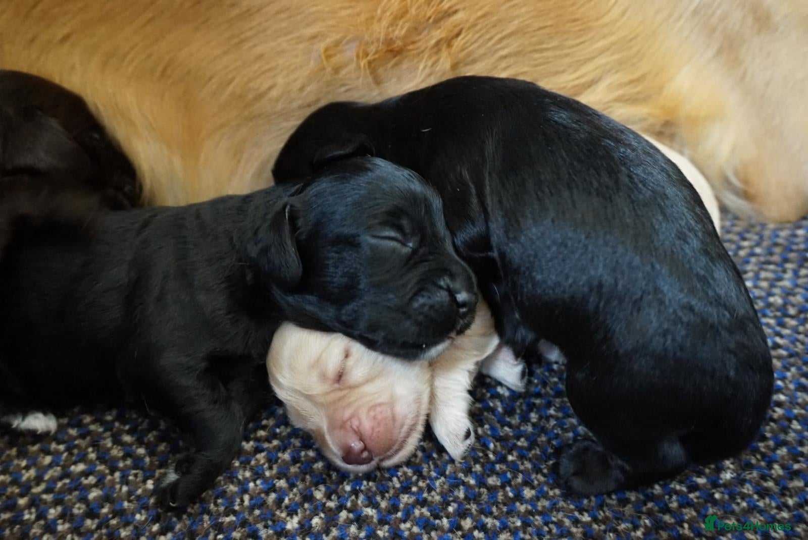 Cocker Spaniel dogs for sale: Cocker Spaniel puppies in Diss - Advert 12
