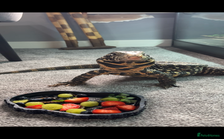 Lizard reptiles - Advert 1