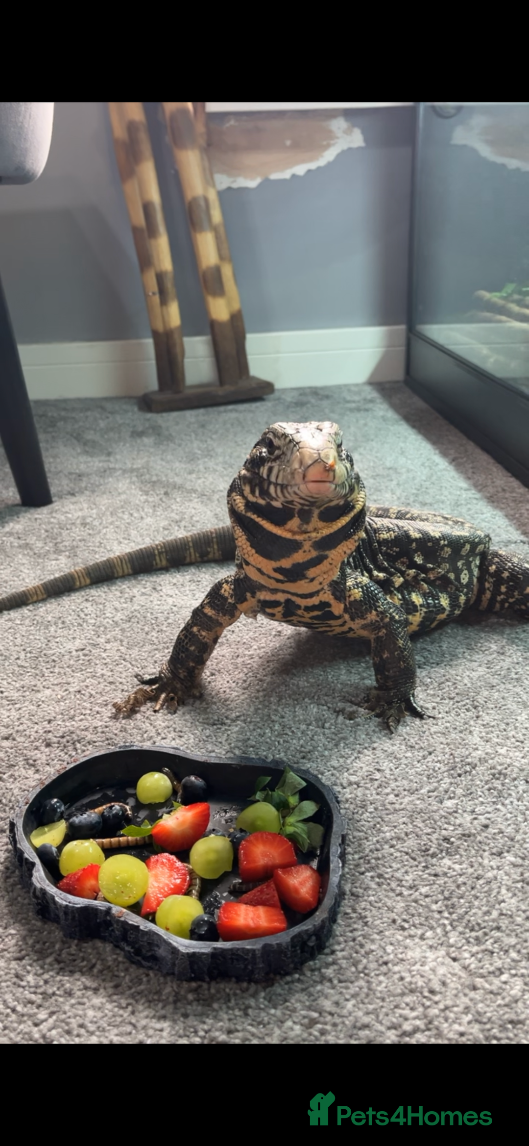 Lizard reptiles for sale: Female Tegu  - Image 1