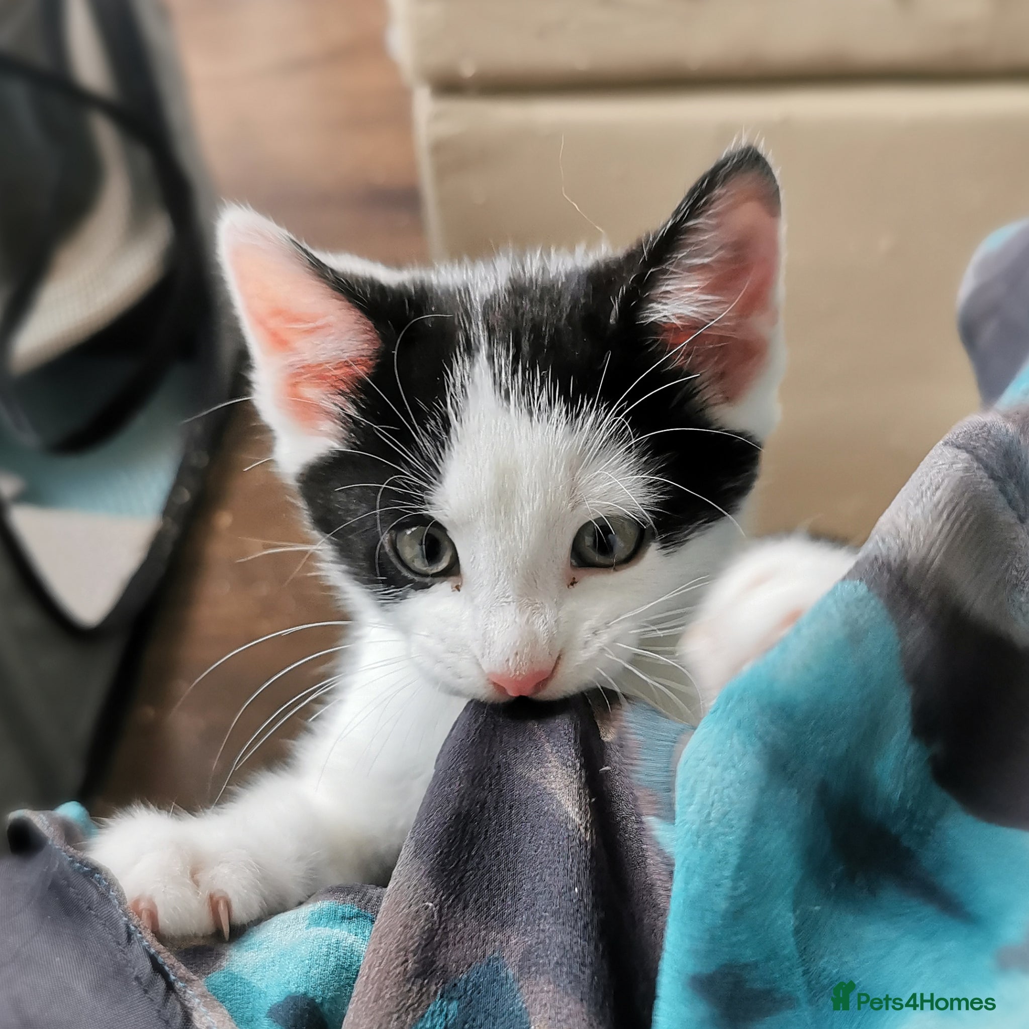 Mixed Breed cats for sale: Gorgeous, sweet natured & very playful kittens in London - Advert 10
