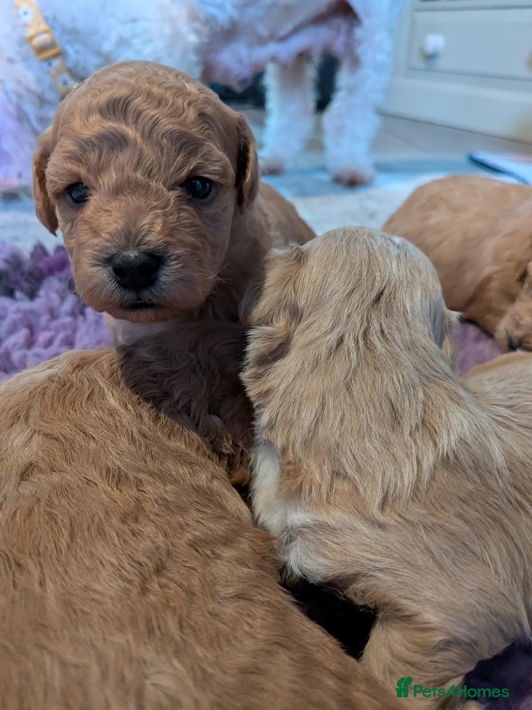 Lhasapoo dogs for sale: 4 gorgeous male lhasapoo puppies  - Advert 9