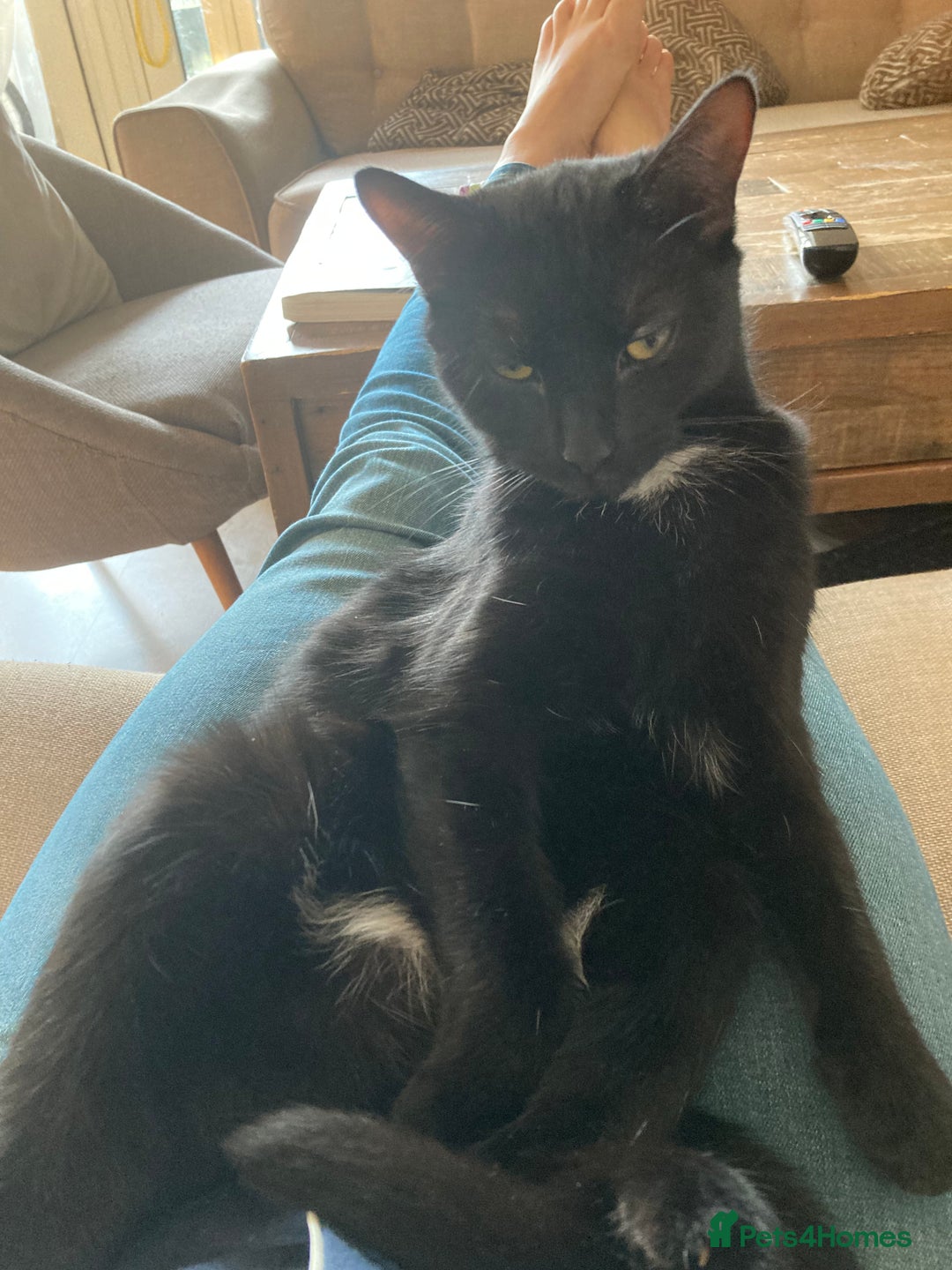 Mixed Breed cats for sale: 4 kittens  - Image 13