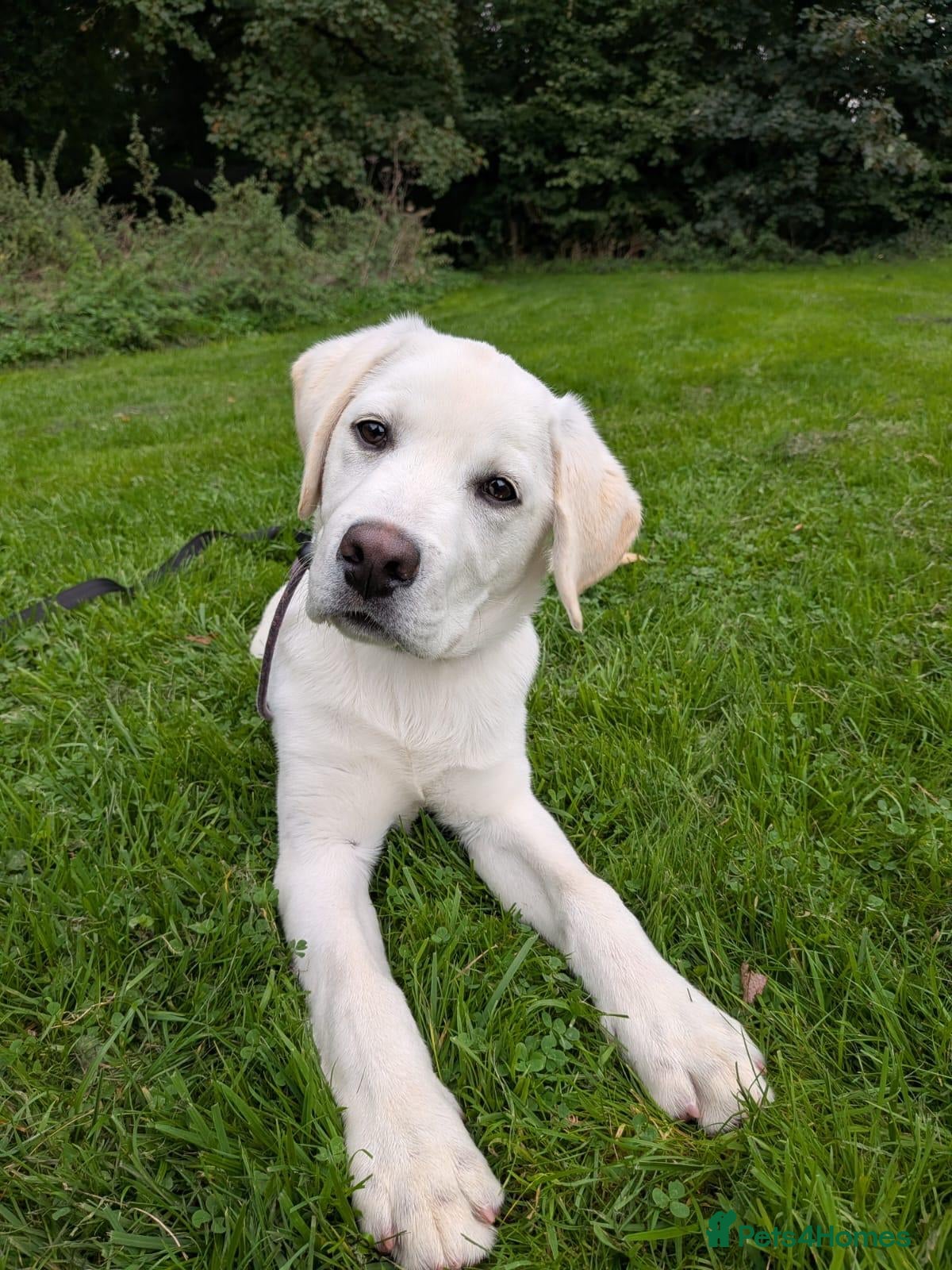 Labrador Retriever dogs Advanced trained Labradors  - Advert 1