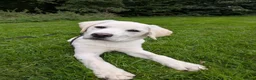 Labrador Retriever dogs for sale: Advanced trained Labradors  - Advert 1