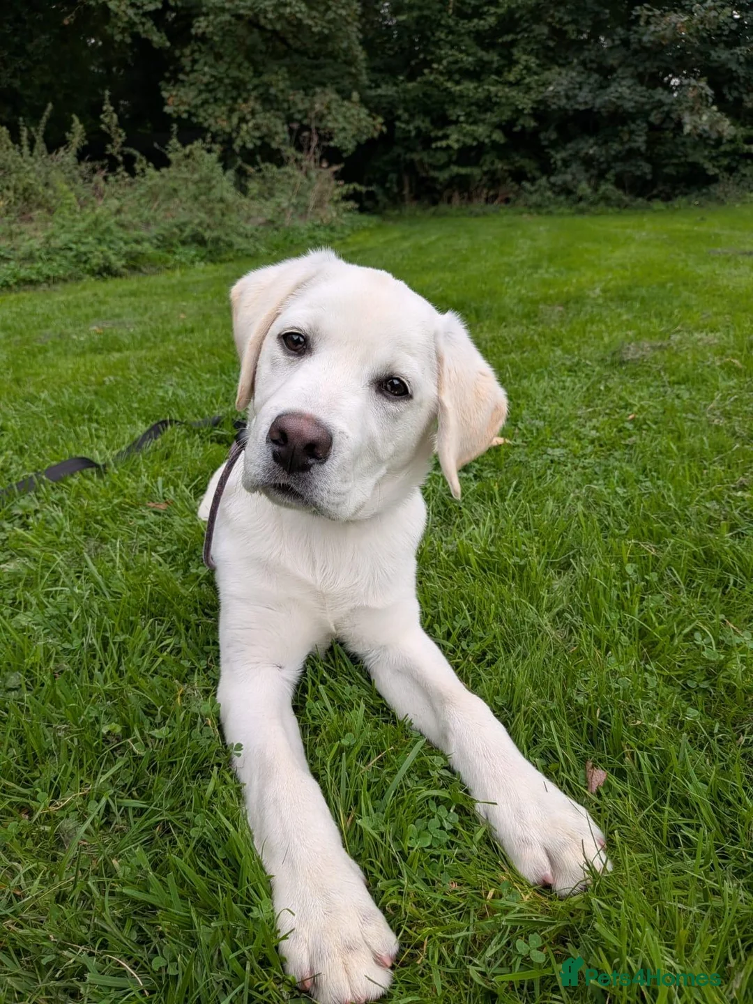 Labrador Retriever dogs for sale: Advanced trained Labradors  - Advert 1
