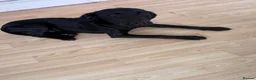 Mixed Breed dogs for sale: Winnie  in Grimsby - Advert 1