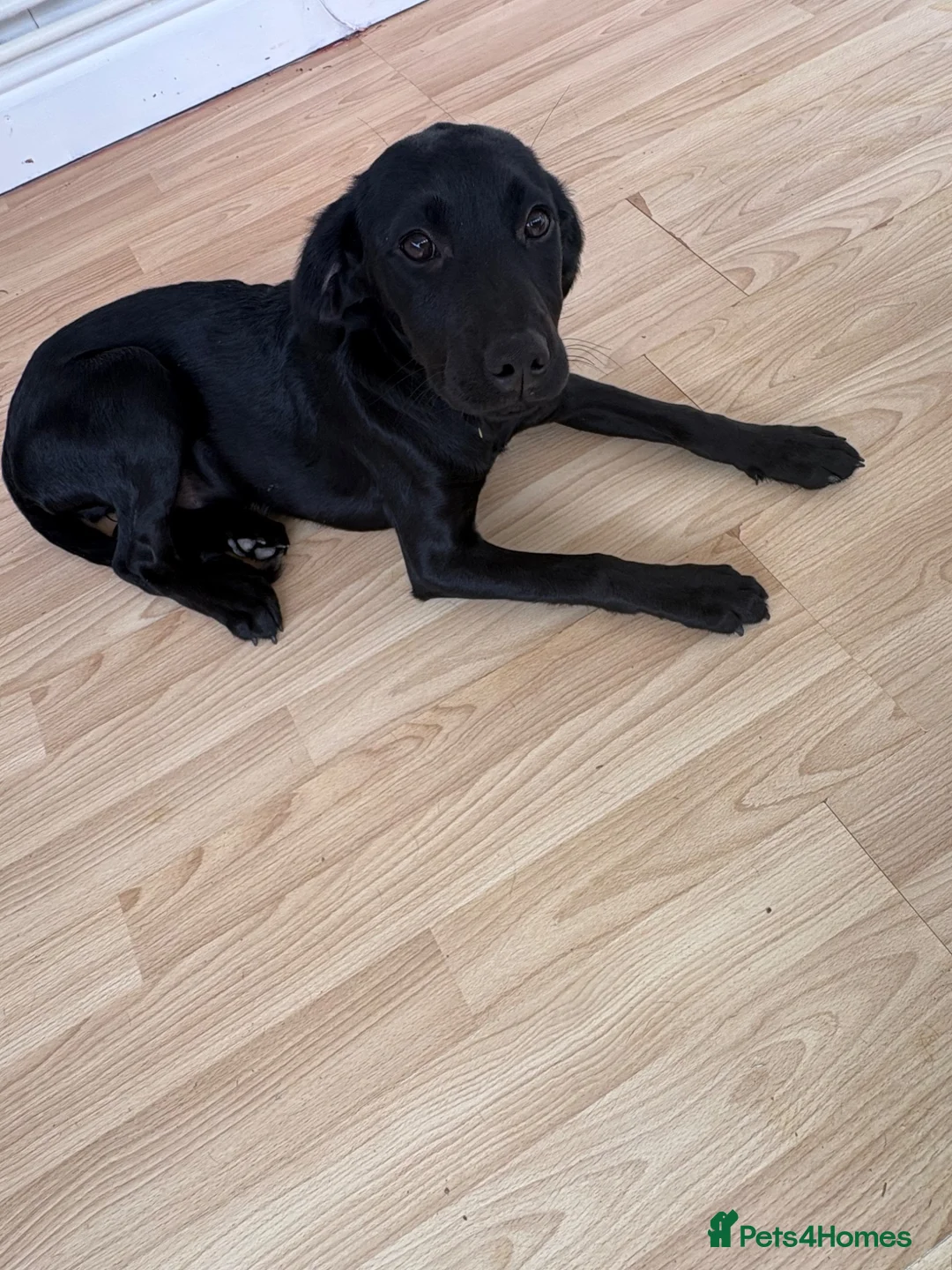 Mixed Breed dogs for sale: Winnie  in Grimsby - Advert 1