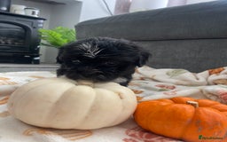 Mixed Breed dogs for sale: Maltese cross La Chon puppies  - Image 37